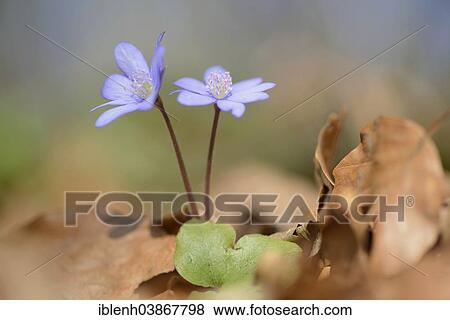 "Hepatica, Liverleaf or Liverwort (Hepatica nobilis), Jakobsberg Nature Reserve, North Rhine-Westphalia, Germany, Europe" View Large Photo Image Stock Photo - "Hepatica, Liverleaf or Liverwort (Hepatica nobilis), Jakobsberg Nature Reserve, North Rhine-Westphalia, Germany, Europe". Fotosearch