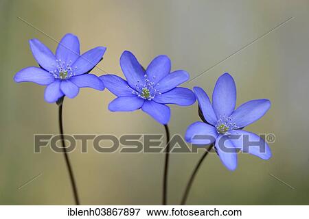 "Hepatica, Liverleaf or Liverwort (Hepatica nobilis), Jakobsberg Nature Reserve, North Rhine-Westphalia, Germany, Europe" View Large Photo Image Stock Photo - "Hepatica, Liverleaf or Liverwort (Hepatica nobilis), Jakobsberg Nature Reserve, North Rhine-Westphalia, Germany, Europe". Fotosearch