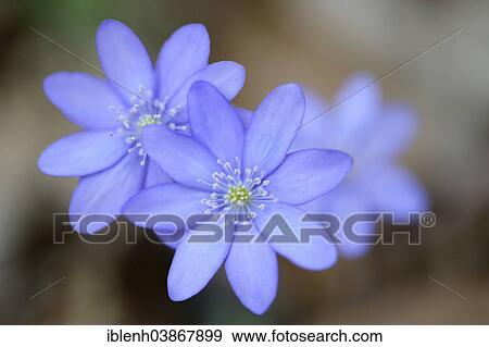 "Hepatica, Liverleaf or Liverwort (Hepatica nobilis), Jakobsberg Nature Reserve, North Rhine-Westphalia, Germany, Europe" View Large Photo Image Stock Photo - "Hepatica, Liverleaf or Liverwort (Hepatica nobilis), Jakobsberg Nature Reserve, North Rhine-Westphalia, Germany, Europe". Fotosearch