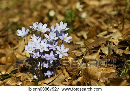 "Hepatica, Liverleaf or Liverwort (Hepatica nobilis), Jakobsberg Nature Reserve, North Rhine-Westphalia, Germany, Europe" View Large Photo Image Stock Photo - "Hepatica, Liverleaf or Liverwort (Hepatica nobilis), Jakobsberg Nature Reserve, North Rhine-Westphalia, Germany, Europe". Fotosearch