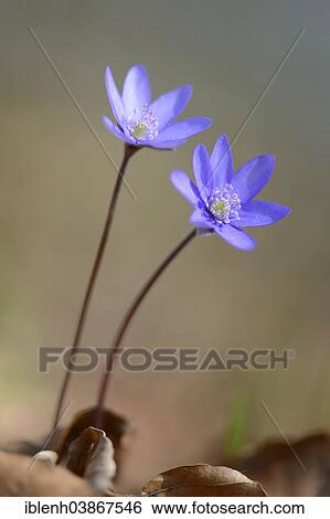 "Hepatica, Liverleaf or Liverwort (Hepatica nobilis), Jakobsberg Nature Reserve, North Rhine-Westphalia, Germany, Europe" View Large Photo Image Stock Photograph - "Hepatica, Liverleaf or Liverwort (Hepatica nobilis), Jakobsberg Nature Reserve, North Rhine-Westphalia, Germany, Europe". Fotosearch