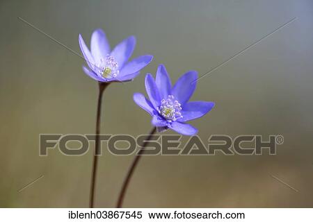 Stock Photography - "Hepatica, Liverleaf or Liverwort (Hepatica nobilis), Jakobsberg Nature Reserve, North Rhine-Westphalia, Germany, Europe". Fotosearch