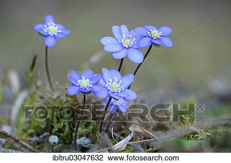 "Hepatica or Liverwort (Hepatica nobilis, Syn. Anemone hepatica), flowering, Austria, Europe" View Large Photo Image Stock Image - "Hepatica or Liverwort (Hepatica nobilis, Syn. Anemone hepatica), flowering, Austria, Europe". Fotosearch