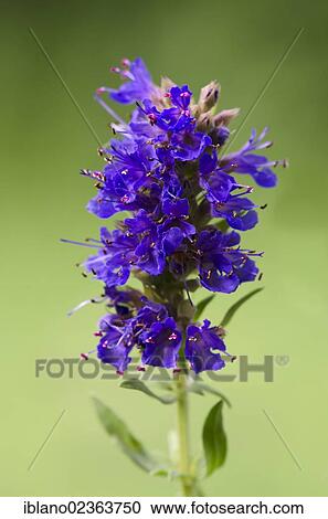 "Herb Hyssop (Hyssopus officinalis), Schwaz, Tyrol, Austria, Europe" View Large Photo Image Stock Image - "Herb Hyssop (Hyssopus officinalis), Schwaz, Tyrol, Austria, Europe". Fotosearch