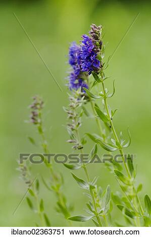"Herb Hyssop (Hyssopus officinalis), Schwaz, Tyrol, Austria, Europe" View Large Photo Image Stock Image - "Herb Hyssop (Hyssopus officinalis), Schwaz, Tyrol, Austria, Europe". Fotosearch
