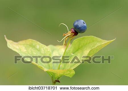 "Herb Paris or True Lover's Knot (Paris quadrifolia), fruit, Bavaria, Germany, Europe" View Large Photo Image Stock Image - "Herb Paris or True Lover's Knot (Paris quadrifolia), fruit, Bavaria, Germany, Europe". Fotosearch