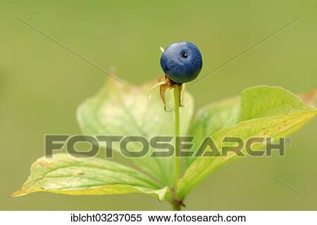 "Herb Paris or True Lover's Knot (Paris quadrifolia), fruit, Bavaria, Germany, Europe" View Large Photo Image Stock Photography - "Herb Paris or True Lover's Knot (Paris quadrifolia), fruit, Bavaria, Germany, Europe". Fotosearch