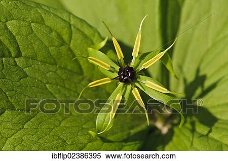 "Herb Paris (Paris quadrifolia), close-up of flower, Silverdale, Lancashire, England, United Kingdom, Europe" View Large Photo Image Stock Photography - "Herb Paris (Paris quadrifolia), close-up of flower, Silverdale, Lancashire, England, United Kingdom, Europe". Fotosearch
