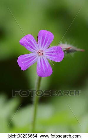 Picture - "Herb Robert, Robert Geranium (Geranium robertianum), flower, North Rhine-Westphalia, Germany, Europe". Fotosearch