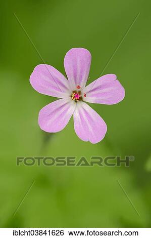 "Herb Robert, Robert Geranium (Geranium robertianum), flower, North Rhine-Westphalia, Germany, Europe" View Large Photo Image Stock Photograph - "Herb Robert, Robert Geranium (Geranium robertianum), flower, North Rhine-Westphalia, Germany, Europe". Fotosearch