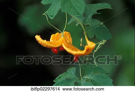 "Herbaceous Vine (Momordica charantia), red seeds, Galapagos" View Large Photo Image Picture - "Herbaceous Vine (Momordica charantia), red seeds, Galapagos". Fotosearch
