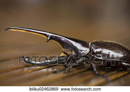 "Hercules beetle (Dynastes hercules), Nationalpark Guadeloupe, Basse Terre, Guadeloupe, France, North America" View Large Photo Image Stock Photo - "Hercules beetle (Dynastes hercules), Nationalpark Guadeloupe, Basse Terre, Guadeloupe, France, North America". Fotosearch