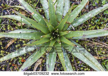 "Hercules' Club Puya, Achupalla (Puya clava-herculis), Paramo vegetation, Cotopaxi National Park, Cotopaxi Province, Ecuador, South America" View Large Photo Image Stock Image - "Hercules' Club Puya, Achupalla (Puya clava-herculis), Paramo vegetation, Cotopaxi National Park, Cotopaxi Province, Ecuador, South America". Fotosearch