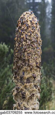 Stock Photography - "Hercules' Club Puya, Achupalla (Puya clava-herculis), Paramo vegetation, Cotopaxi National Park, Cotopaxi Province, Ecuador, South America". Fotosearch
