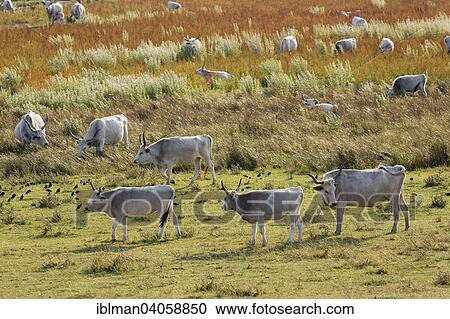 "Herd, Hungarian Grey cattle, Neusiedler See National Park, Seewinkel, Northern Burgenland, Burgenland, Austria, Europe" View Large Photo Image Stock Image - "Herd, Hungarian Grey cattle, Neusiedler See National Park, Seewinkel, Northern Burgenland, Burgenland, Austria, Europe". Fotosearch