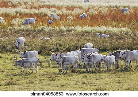 "Herd, Hungarian Grey cattle, Neusiedler See National Park, Seewinkel, Northern Burgenland, Burgenland, Austria, Europe" View Large Photo Image Stock Image - "Herd, Hungarian Grey cattle, Neusiedler See National Park, Seewinkel, Northern Burgenland, Burgenland, Austria, Europe". Fotosearch