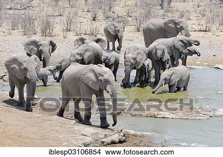 Picture - "Herd of African Bush Elephants (Loxodonta africana) at Moringa Waterhole, Etosha National Park, Halali, Kunene Region, Namibia, Africa". Fotosearch