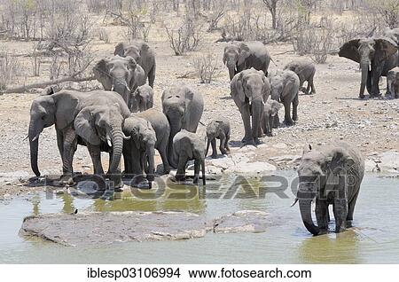"Herd of African Bush Elephants (Loxodonta africana) walking towards Moringa Waterhole, Etosha National Park, Halali, Kunene Region, Namibia, Africa" View Large Photo Image Picture - "Herd of African Bush Elephants (Loxodonta africana) walking towards Moringa Waterhole, Etosha National Park, Halali, Kunene Region, Namibia, Africa". Fotosearch