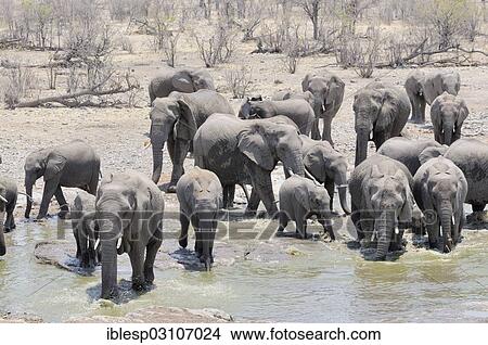 "Herd of African Bush Elephants (Loxodonta africana) at Moringa Waterhole, Etosha National Park, Halali, Kunene Region, Namibia, Africa" View Large Photo Image Picture - "Herd of African Bush Elephants (Loxodonta africana) at Moringa Waterhole, Etosha National Park, Halali, Kunene Region, Namibia, Africa". Fotosearch