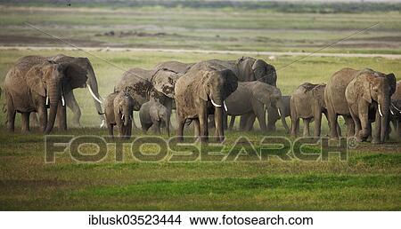 Picture - "Herd of African Bush Elephants (Loxodonta africana) during the wet season, Amboseli National Park, Rift Valley Province, Kenya, Africa". Fotosearch