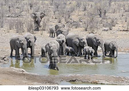 Stock Image - "Herd of African Bush Elephants (Loxodonta africana) at Moringa Waterhole, Etosha National Park, Halali, Kunene Region, Namibia, Africa". Fotosearch