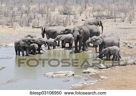 Stock Image - "Herd of African Bush Elephants (Loxodonta africana) at Moringa Waterhole, Etosha National Park, Halali, Kunene Region, Namibia, Africa". Fotosearch