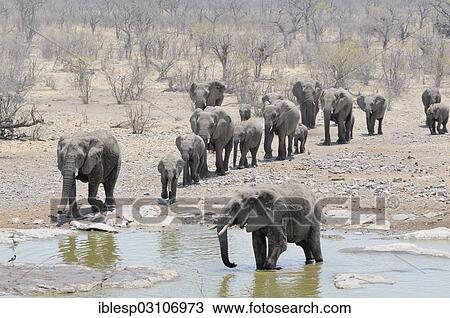 Stock Image - "Herd of African Bush Elephants (Loxodonta africana) walking towards Moringa Waterhole, Etosha National Park, Halali, Kunene Region, Namibia, Africa". Fotosearch