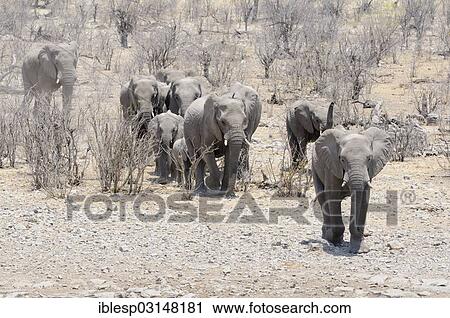 Stock Image - "Herd of African Bush Elephants (Loxodonta africana) running to the Moringa Waterhole, Halali, Etosha-Nationalpark, Kunene Region, Namibia, Africa". Fotosearch