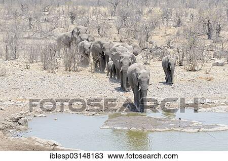 "Herd of African Bush Elephants (Loxodonta africana) running to the Moringa Waterhole, Halali, Etosha-Nationalpark, Kunene Region, Namibia, Africa" View Large Photo Image Stock Image - "Herd of African Bush Elephants (Loxodonta africana) running to the Moringa Waterhole, Halali, Etosha-Nationalpark, Kunene Region, Namibia, Africa". Fotosearch
