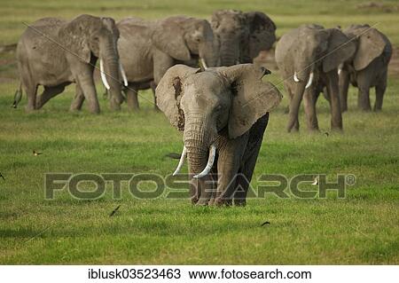 Stock Image - "Herd of African Bush Elephants (Loxodonta africana) during the wet season, Amboseli National Park, Rift Valley Province, Kenya, Africa". Fotosearch
