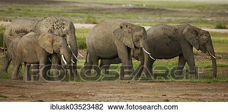 "Herd of African Bush Elephants (Loxodonta africana) during the wet season, Amboseli National Park, Rift Valley Province, Kenya, Africa" View Large Photo Image Stock Image - "Herd of African Bush Elephants (Loxodonta africana) during the wet season, Amboseli National Park, Rift Valley Province, Kenya, Africa". Fotosearch