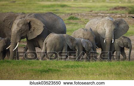 Stock Image - "Herd of African Bush Elephants (Loxodonta africana) during the wet season, Amboseli National Park, Rift Valley Province, Kenya, Africa". Fotosearch