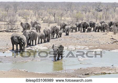 "Herd of African Bush Elephants (Loxodonta africana) walking towards Moringa Waterhole, Etosha National Park, Halali, Kunene Region, Namibia, Africa" View Large Photo Image Stock Photo - "Herd of African Bush Elephants (Loxodonta africana) walking towards Moringa Waterhole, Etosha National Park, Halali, Kunene Region, Namibia, Africa". Fotosearch