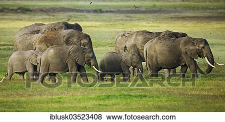 "Herd of African Bush Elephants (Loxodonta africana) during the wet season, Amboseli National Park, Rift Valley Province, Kenya, Africa" View Large Photo Image Stock Photo - "Herd of African Bush Elephants (Loxodonta africana) during the wet season, Amboseli National Park, Rift Valley Province, Kenya, Africa". Fotosearch