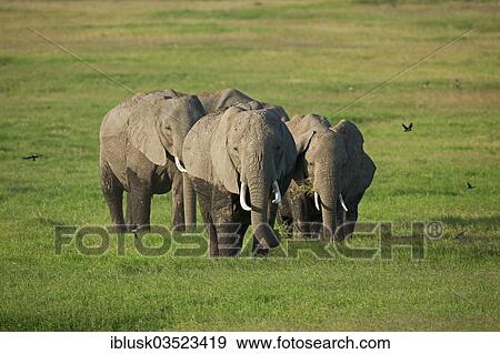 Stock Photo - "Herd of African Bush Elephants (Loxodonta africana) during the wet season, Amboseli National Park, Rift Valley Province, Kenya, Africa". Fotosearch