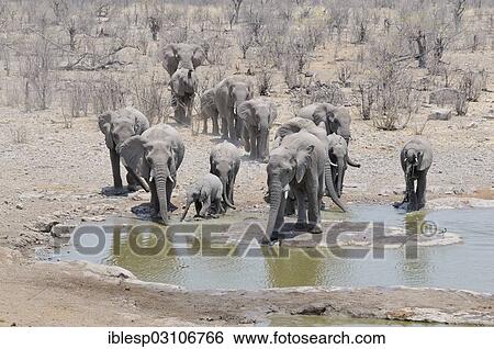 Stock Photograph - "Herd of African Bush Elephants (Loxodonta africana) at Moringa Waterhole, Etosha National Park, Halali, Kunene Region, Namibia, Africa". Fotosearch