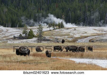 "Herd of American bisons (Bison bison), geysers at the back, Yellowstone National Park, Wyoming, USA" View Large Photo Image Stock Image - "Herd of American bisons (Bison bison), geysers at the back, Yellowstone National Park, Wyoming, USA". Fotosearch