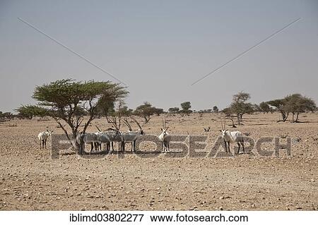 Stock Photo - "Herd of Arabian Oryx (Oryx leucoryx), Oman, Asia". Fotosearch