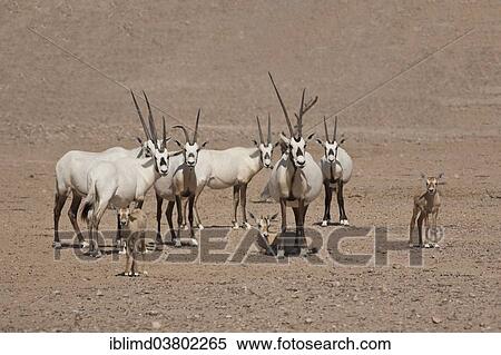 Stock Photography - "Herd of Arabian Oryx (Oryx leucoryx) with calves, Oman, Asia". Fotosearch