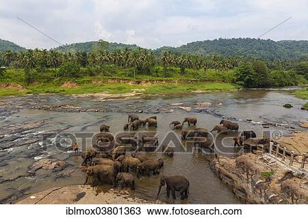 "Herd of Asian elephants (Elephas maximus) from the Pinnawala Elephant Orphanage bathing in the Maha Oya river, Pinnawela, Sri Lanka, Asia" View Large Photo Image Stock Image - "Herd of Asian elephants (Elephas maximus) from the Pinnawala Elephant Orphanage bathing in the Maha Oya river, Pinnawela, Sri Lanka, Asia". Fotosearch