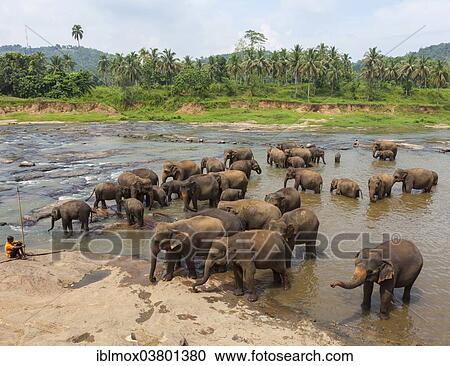 "Herd of Asian elephants (Elephas maximus) from the Pinnawala Elephant Orphanage bathing in the Maha Oya river, Pinnawela, Sri Lanka, Asia" View Large Photo Image Stock Image - "Herd of Asian elephants (Elephas maximus) from the Pinnawala Elephant Orphanage bathing in the Maha Oya river, Pinnawela, Sri Lanka, Asia". Fotosearch