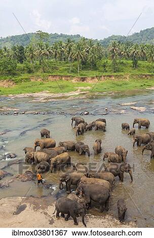 "Herd of Asian elephants (Elephas maximus) from the Pinnawala Elephant Orphanage bathing in the Maha Oya river, Pinnawela, Sri Lanka, Asia" View Large Photo Image Stock Photo - "Herd of Asian elephants (Elephas maximus) from the Pinnawala Elephant Orphanage bathing in the Maha Oya river, Pinnawela, Sri Lanka, Asia". Fotosearch