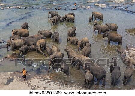 "Herd of Asian elephants (Elephas maximus) from the Pinnawala Elephant Orphanage bathing in the Maha Oya river, Pinnawela, Sri Lanka, Asia" View Large Photo Image Stock Photo - "Herd of Asian elephants (Elephas maximus) from the Pinnawala Elephant Orphanage bathing in the Maha Oya river, Pinnawela, Sri Lanka, Asia". Fotosearch