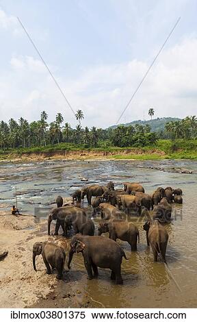 "Herd of Asian elephants (Elephas maximus) from the Pinnawala Elephant Orphanage bathing in the Maha Oya river, Pinnawela, Sri Lanka, Asia" View Large Photo Image Stock Photography - "Herd of Asian elephants (Elephas maximus) from the Pinnawala Elephant Orphanage bathing in the Maha Oya river, Pinnawela, Sri Lanka, Asia". Fotosearch