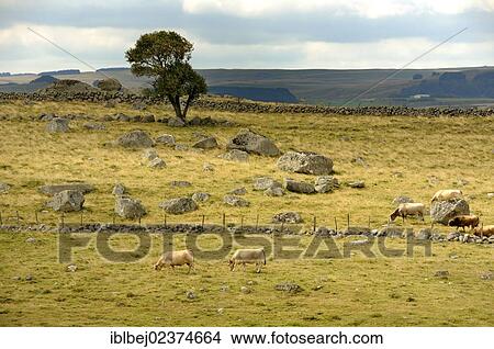 "Herd of Aubrac cattle, Lozere, Aubrac, France, Europe" View Large Photo Image Picture - "Herd of Aubrac cattle, Lozere, Aubrac, France, Europe". Fotosearch