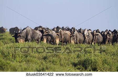Stock Image - "Herd of Blue Wildebeest (Connochaetes taurinus) walking in single file from head to tail, Serengeti, Tanzania, Africa". Fotosearch