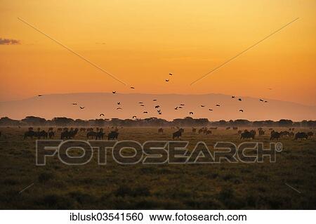 "Herd of Blue Wildebeest (Connochaetes taurinus) grazing at sunrise, Serengeti, Tanzania, Africa" View Large Photo Image Stock Image - "Herd of Blue Wildebeest (Connochaetes taurinus) grazing at sunrise, Serengeti, Tanzania, Africa". Fotosearch