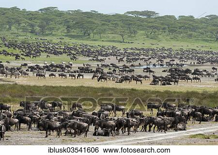 Stock Photograph - "Herd of Blue Wildebeest (Connochaetes taurinus) at a waterhole in front of an acacia forest, Serengeti, Tanzania, Africa". Fotosearch