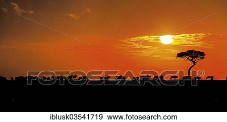 Stock Photo - "Herd of Blue Wildebeestt (Connochaetes taurinus), silhouetted at sunrise, Massai Mara, Kenya, Africa". Fotosearch