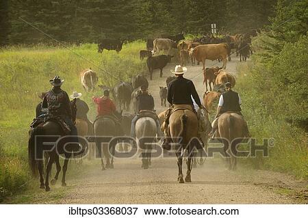 "Herd of cattle being driven by cowboys and cowgirls, Saskatchewan Province, Canada, North America" View Large Photo Image Stock Photo - "Herd of cattle being driven by cowboys and cowgirls, Saskatchewan Province, Canada, North America". Fotosearch